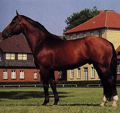 Immagine profilo di cavalloazzurro1